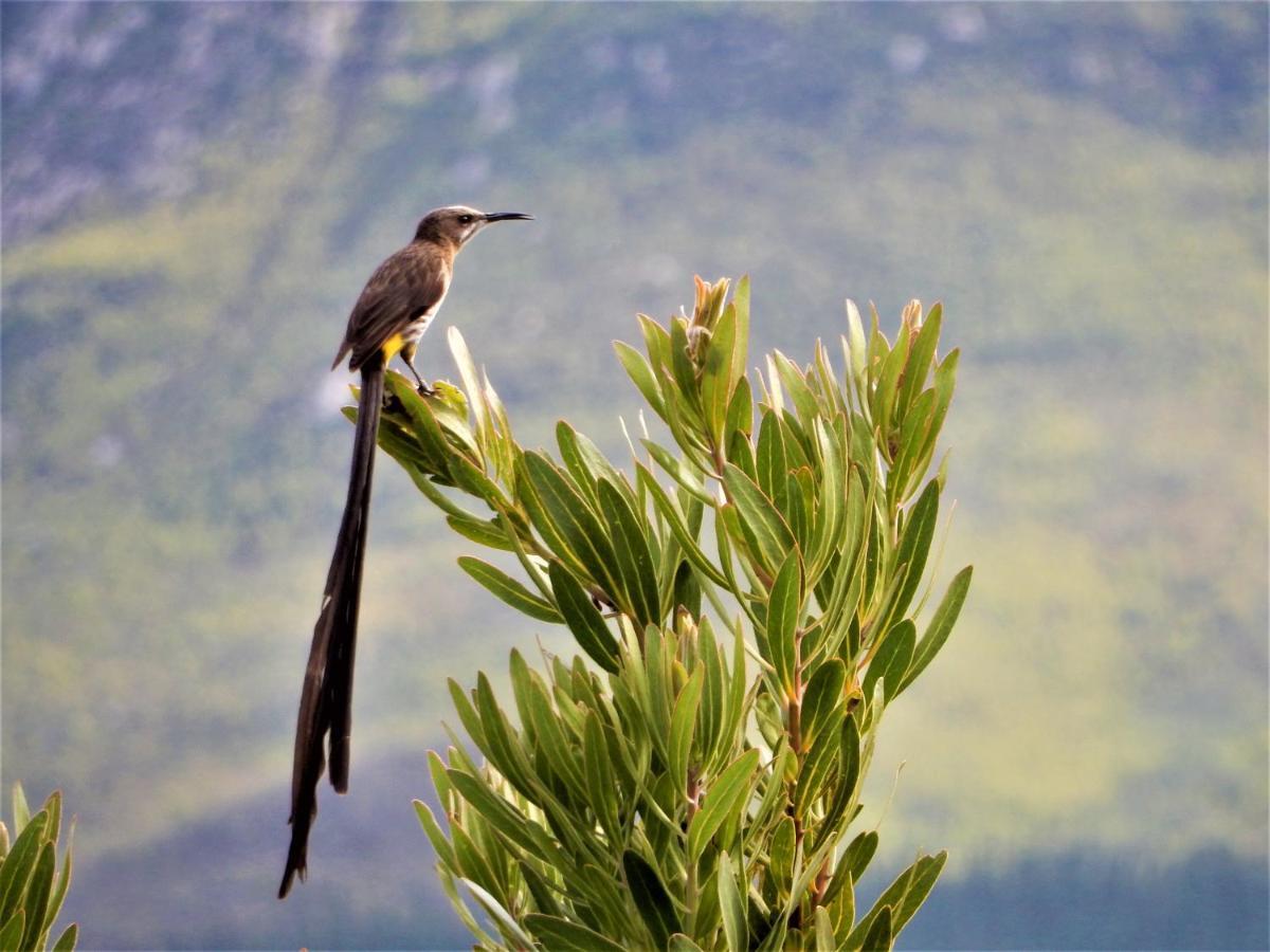 Mountain View Swellendam Apartman Kültér fotó